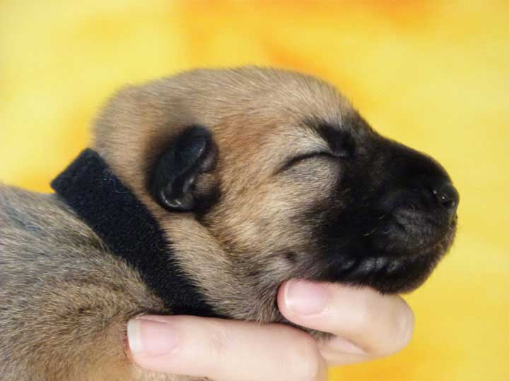 chinook puppy